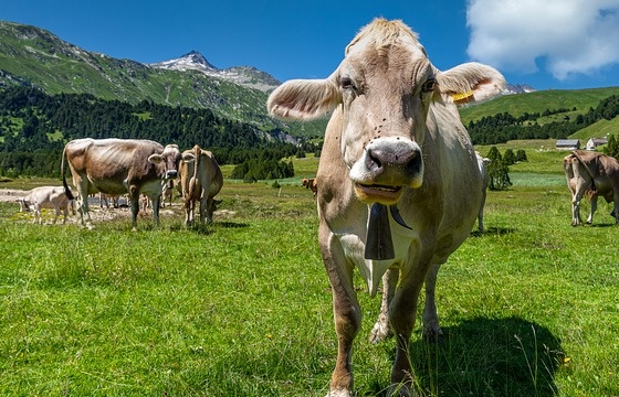 Schweizer Almwiese mit Kühen