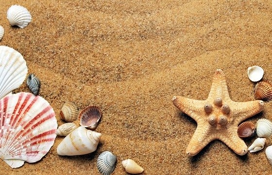 Verschieden große Muscheln und Seestern auf Sand